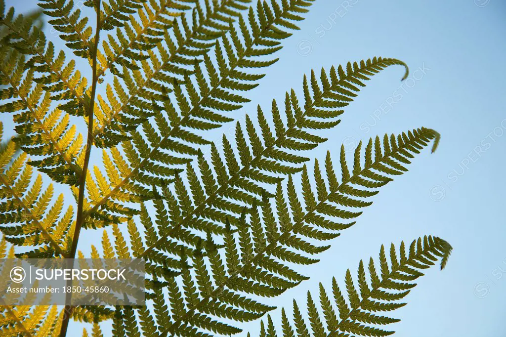 Plants, Tree, Fern, Detail of tree fern fronds against a blue sky.