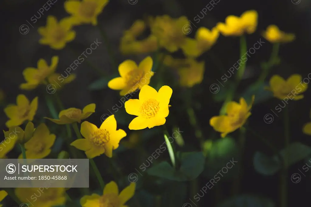 Plants, Flowers, Marsh Marigolds with dappled sunlight.