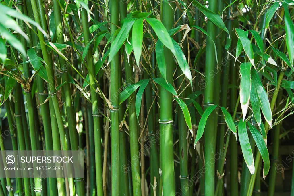 Plants, Tree, Bamboo. Semiarundinaria Fastuosa.