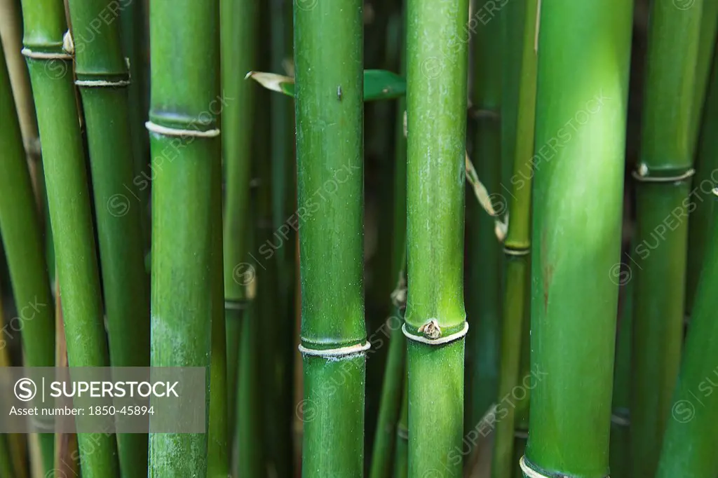 Plants, Tree, Bamboo. Semiarundinaria Fastuosa.