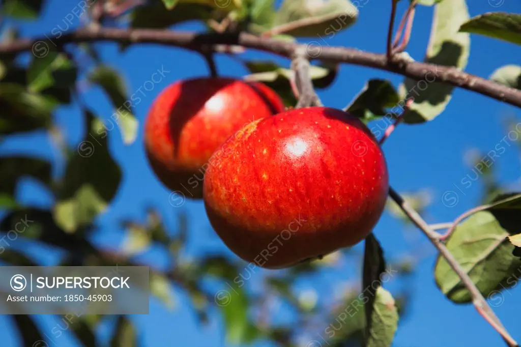 Fruit, Apple, Red apples growing on the tree in Grange Farms orchard.