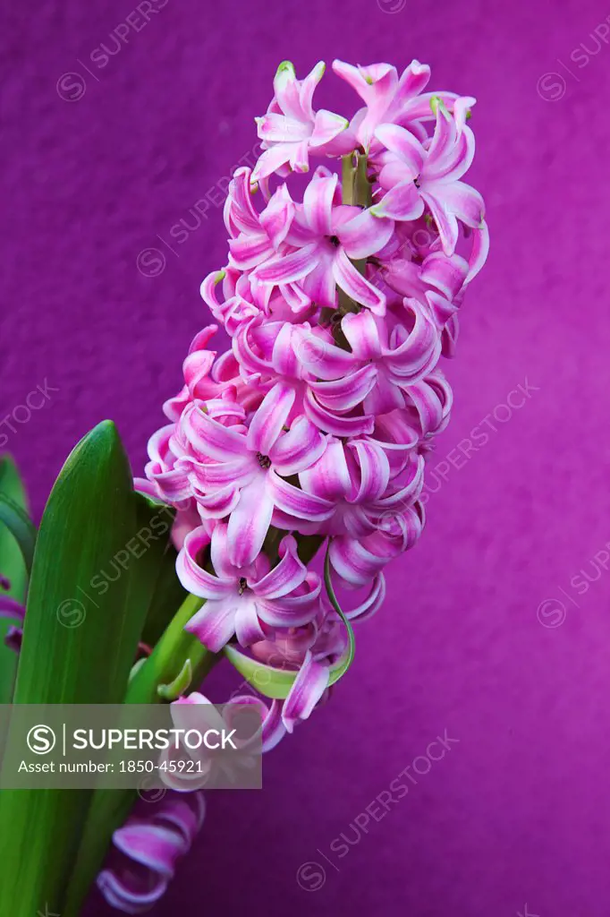 Plants, Flowers, Hyacinth, Pink Hyacinth against purple background.