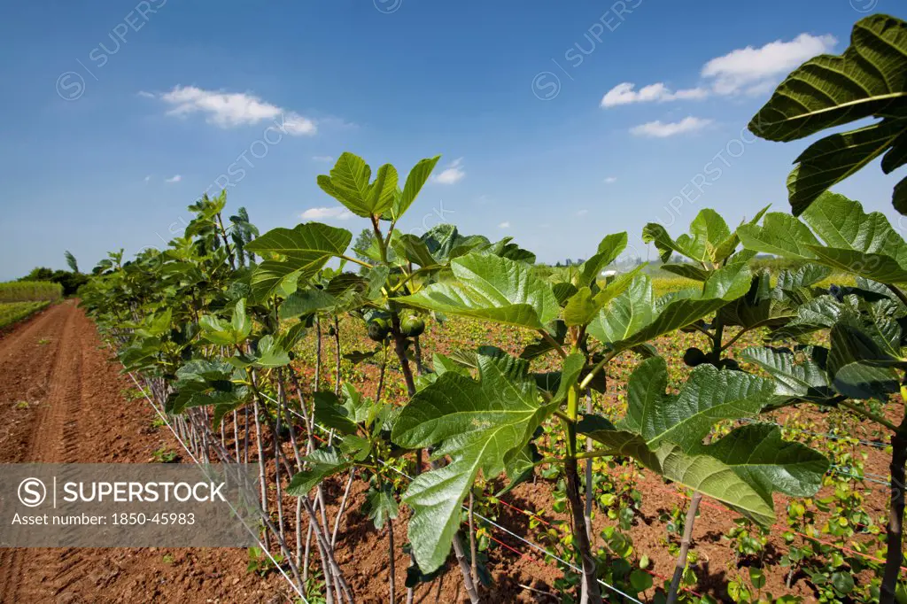 Greece, Makedonia, Verioa, young fig trees lined up at a plantation farm.