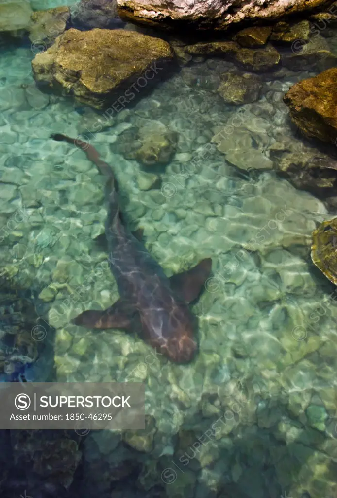 Mexico, Quintana Roo, Xcaret, Shark.