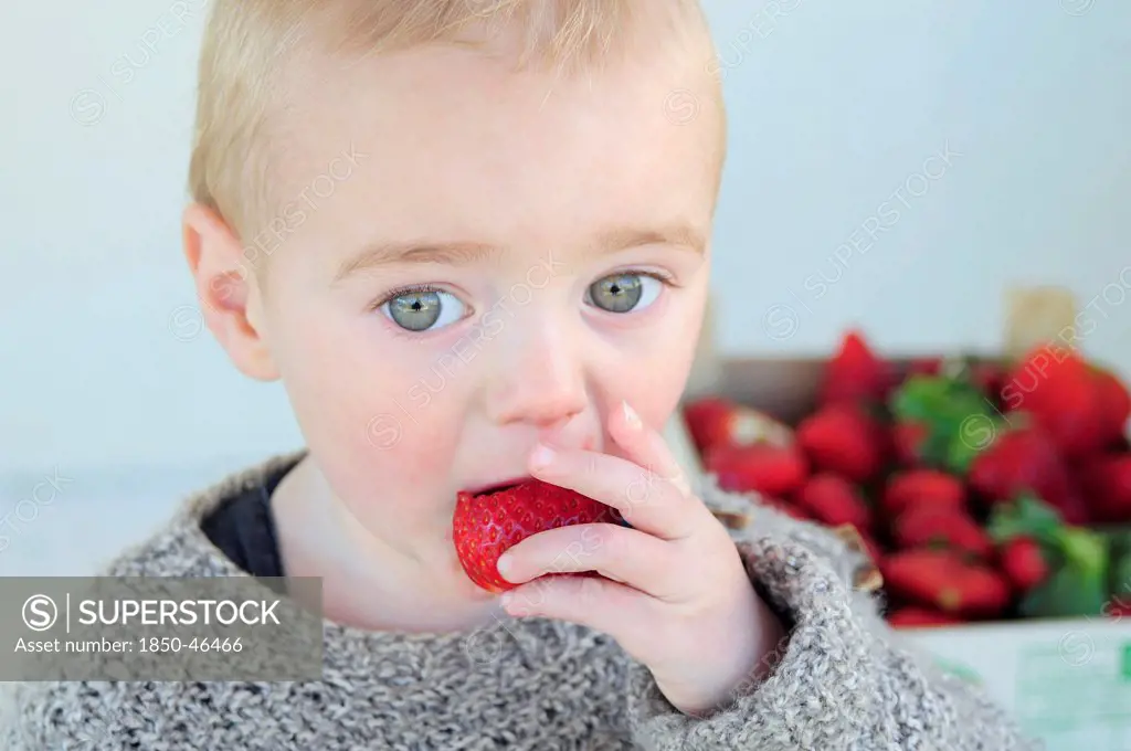 Kids, Eating, Fruit, 2 year old Oscar eating first strawberries of the year in February.
