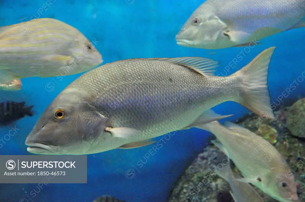 Mexico, Veracruz, Huachinango fish at the Veracruz Aquarium.