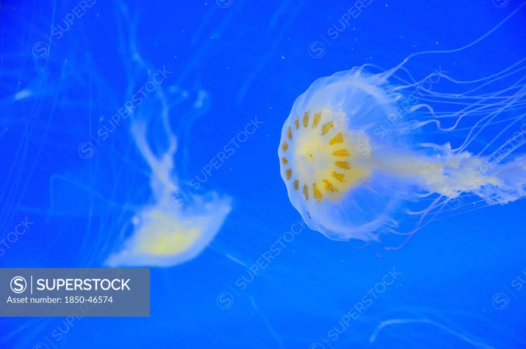 Mexico, Veracruz, Jellyfish native to Veracruz at the Veracruz Aquarium.