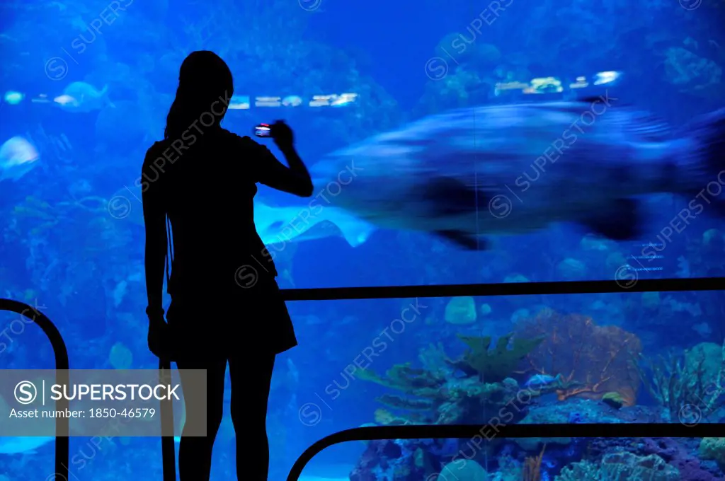 Mexico, Veracuz, Visitor silhouetted against glass watching fish at the Aquarium using mobile phone to take photograph.