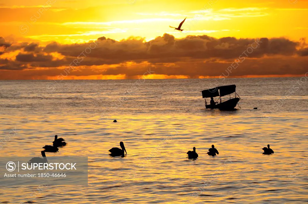 Mexico, Jalisco, Puerto Vallarta, Playa Olas Altas Pelicans and fishing boat silhouetted on water at sunset.