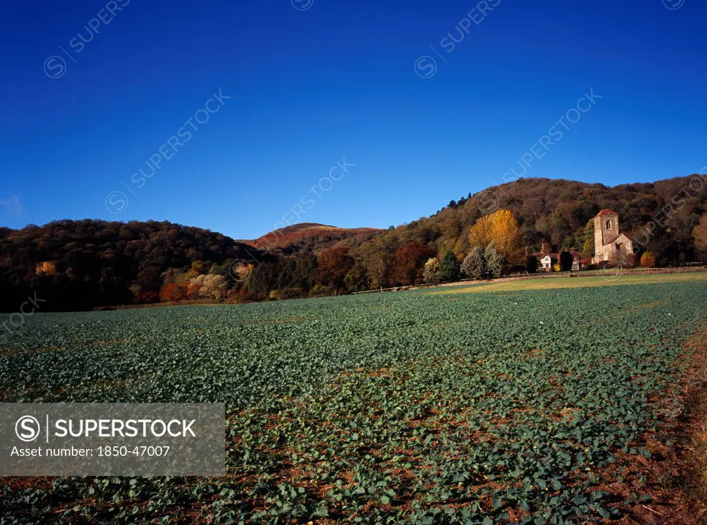 England, Hereford and Worcester, Malvern Hills, View across field and brassica crop towards Little Malvern Priory situated at the southern end of the Malvern Hills with Hereford Beacon centre left.