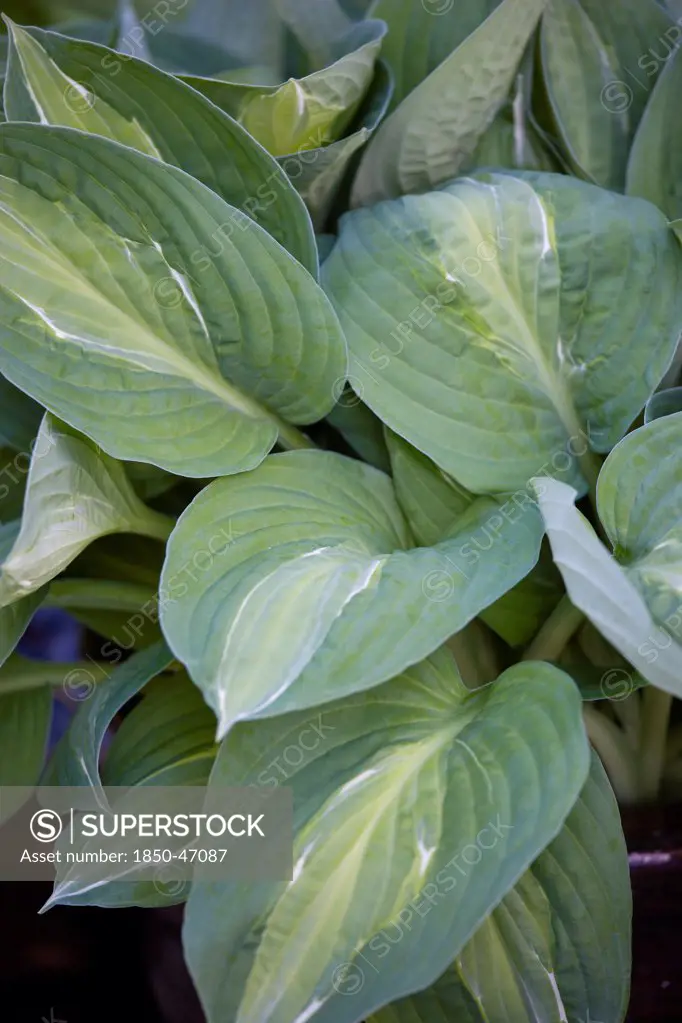 Plants, Hosta, Striptease, Green leaves with white strip giving the plant its name.