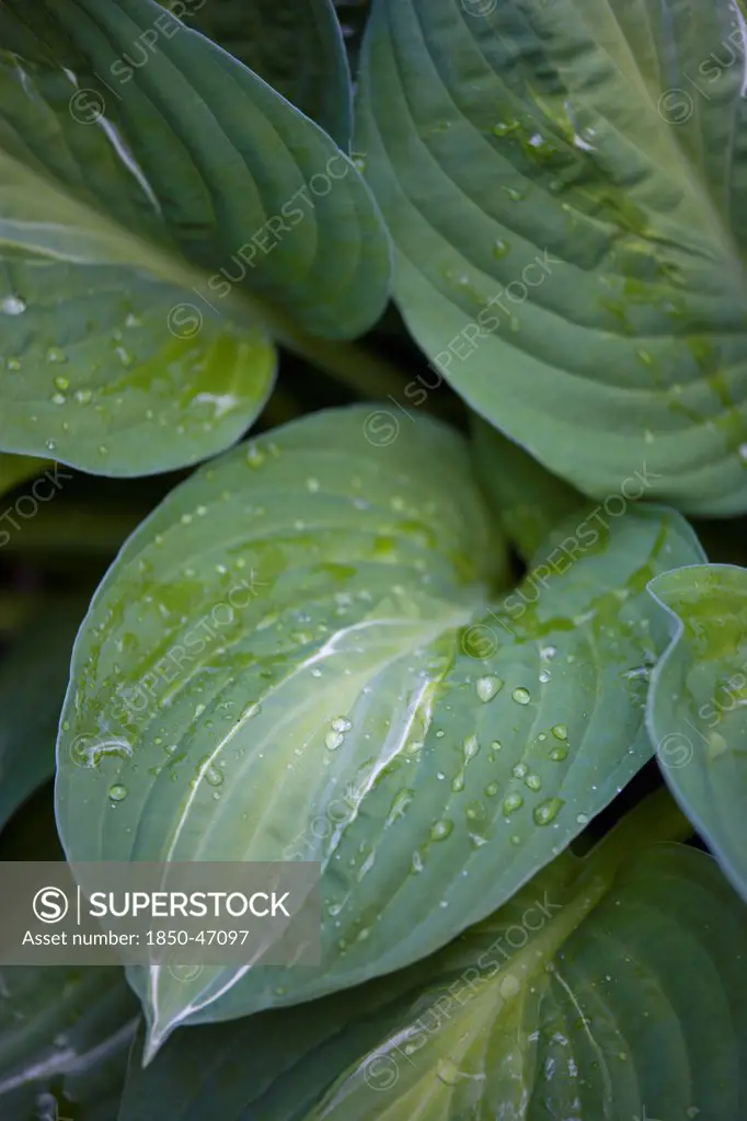 Plants, Hosta, Striptease, Green foliage with white strip giving the plant its name and water droplets on the leaves.