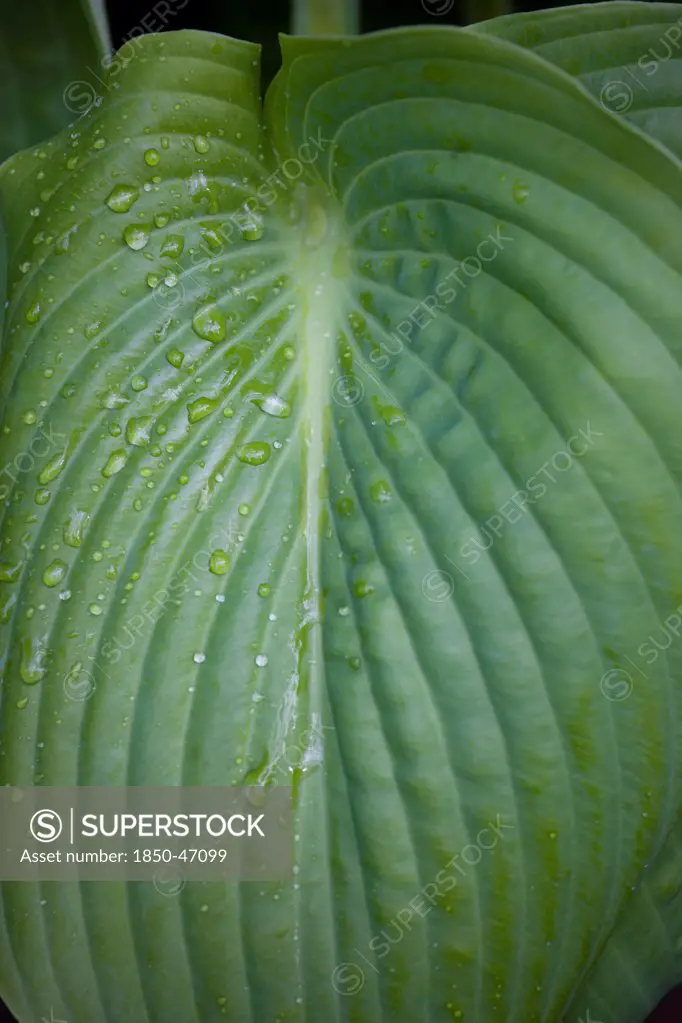Plants, Hosta, Plantain lily, Sum and Substance Large heart shaped green leaves with water droplets.