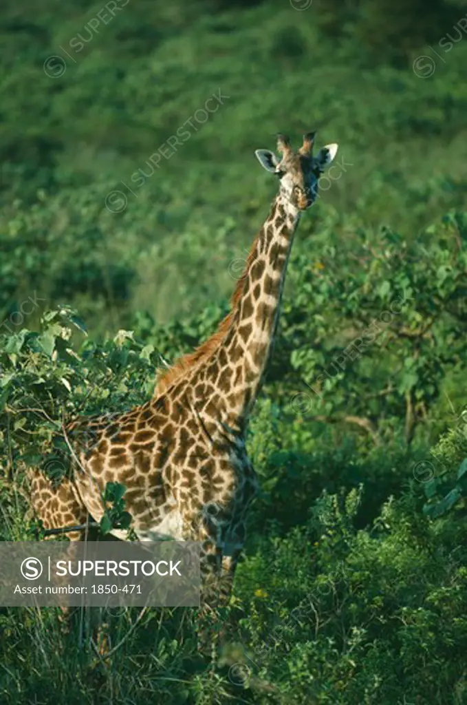 Wildlife, Big Game, Giraffe, Maasai Giraffe (Giraffa Camelopardalis) Amongst Trees At Momella Tanzania