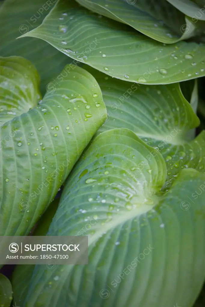 Plants, Hosta, Plantain lily, Sum and Substance Large heart shaped green leaves with water droplets.