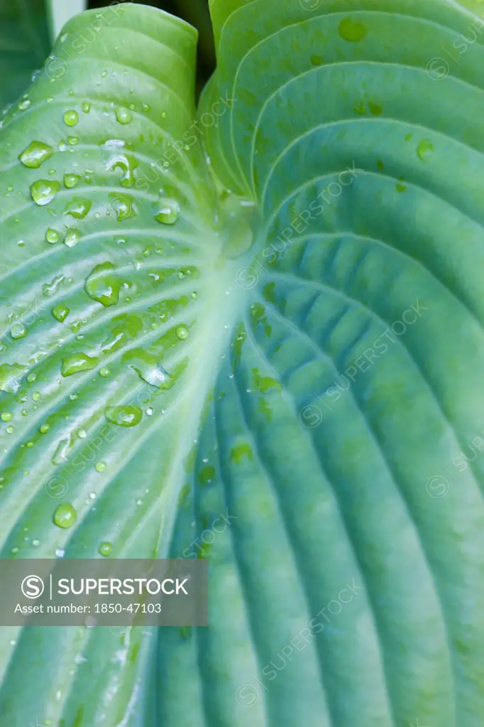 Plants, Hosta, Plantain lily, Sum and Substance Large heart shaped green leaves with water droplets.