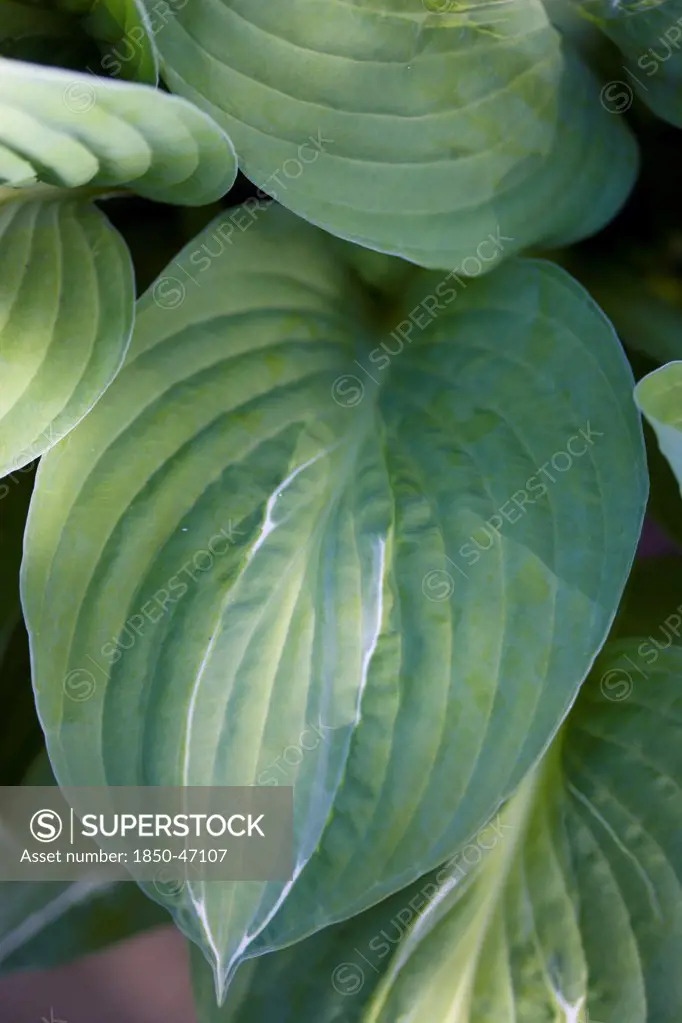 Plants, Hosta, Striptease, Green foliage with white strip giving the plant its name.