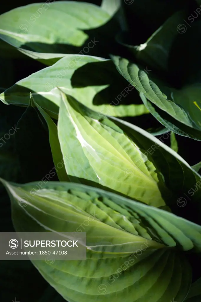 Plants, Hosta, Striptease, Green foliage with white strip giving the plant its name.