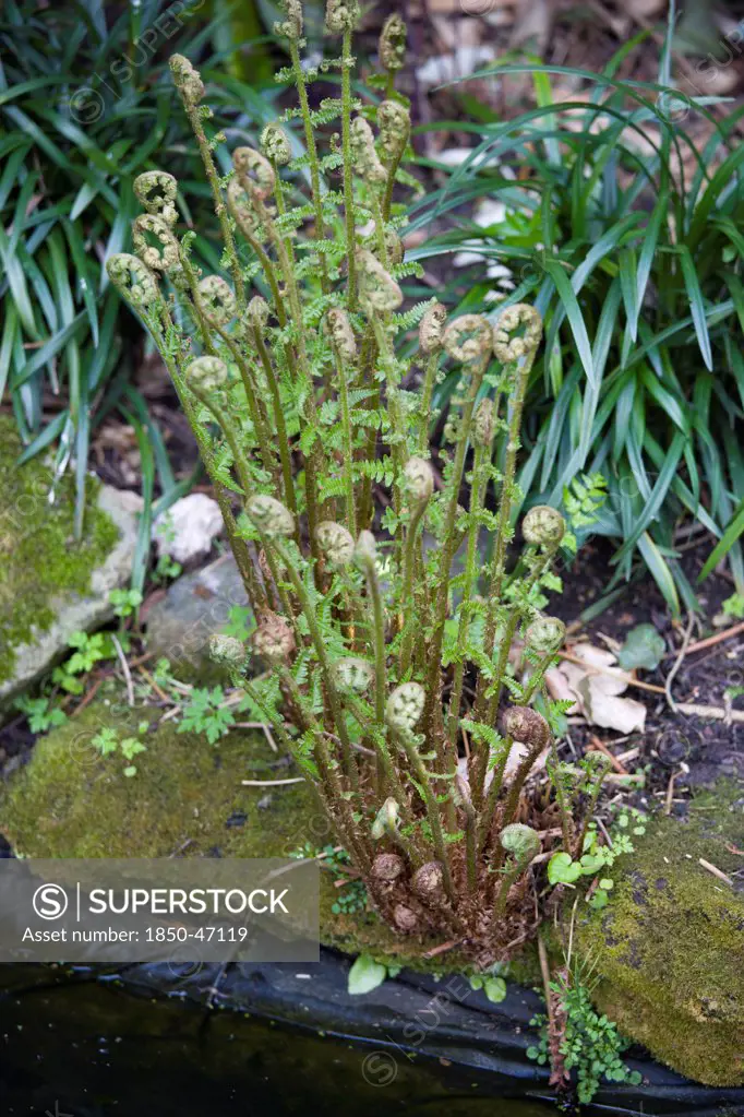 Plants, Ferns, Male fern, Leaves of Dryopteris filix-mas unfurling beside a garden pond.