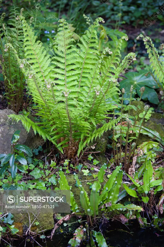 Plants, Ferns, Harts Tongue fern, Leaves of Dryopteris filix-mas or Male fern unfurling beside a garden pond with Asplenium scolopendrium in foreground.