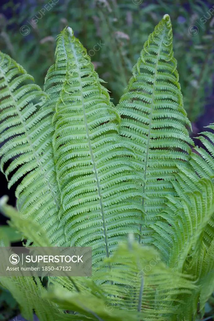 Plants, Ferns, Male fern, Leaves of Dryopteris filix-mas unfurling.