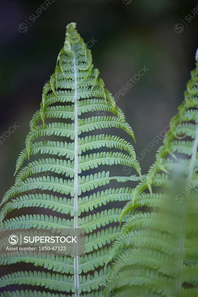 Plants, Ferns, Leaves, Dryopteris filix-mas or Male fern unfurling.