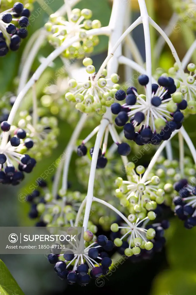 Plants, Shrubs, Fatsia Japonica , Japanese aralia Black and green ripening fruit growing in clusters on the branch of the plant.