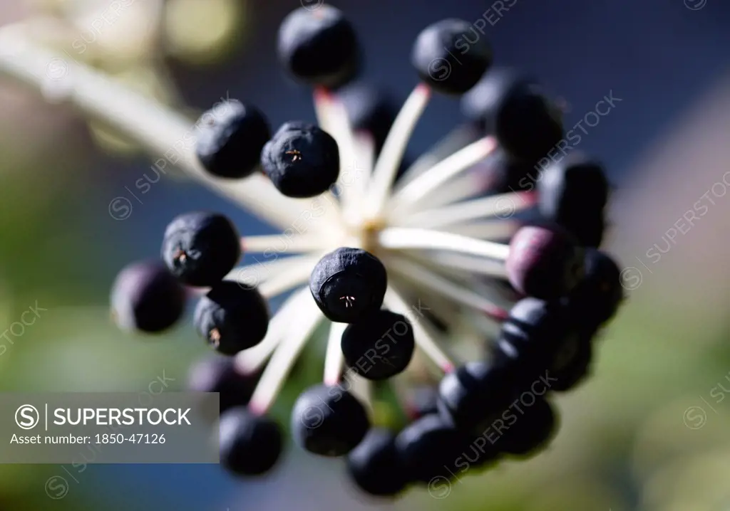 Plants, Shrubs, Fatsia Japonica, Japanese aralia Black ripe fruit growing in clusters on the branch of the plant.