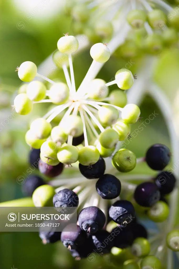 Plants, Shrubs, Fatsia Japonica, Japanese aralia Black and green ripening fruit growing in clusters on the branch of the plant.