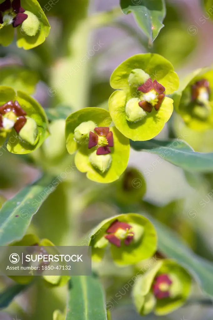 Plants, Flowers, Wood spurge, Euphorbia amygdaloides robbiae Light green flowers on bracts of Wood spurge also known as Mrs Robbs bonnet.