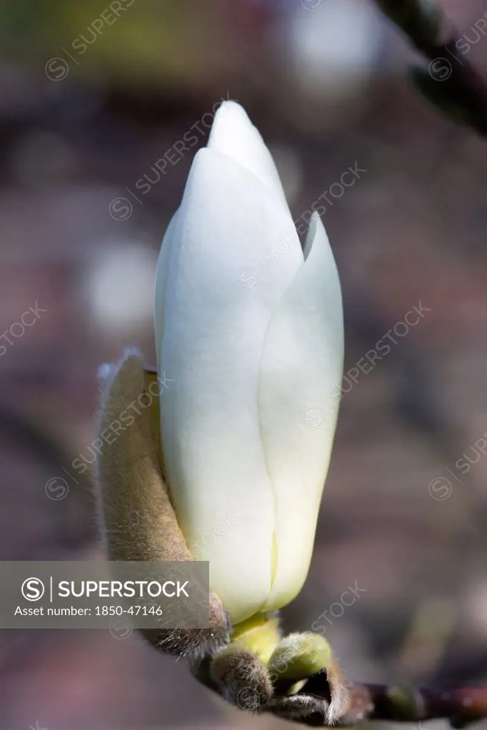Plants, Trees, Magnolia, Magnolia soulangeana Alba Superba Closed white flower bud.