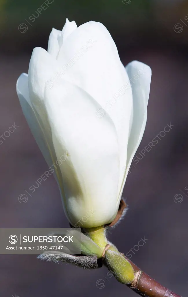 Plants, Trees, Magnolia, Magnolia soulangeana Alba Superba Closed white flower bud.