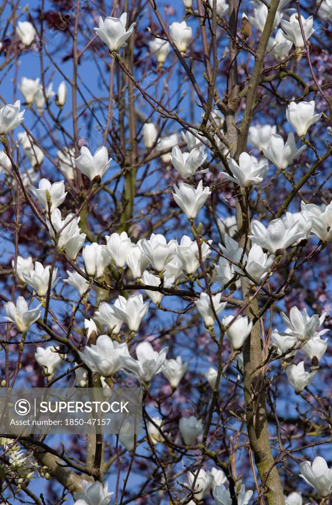 Plants, Trees, Magnolia, Magnolia soulangeana Alba Superba Abundant white flowers on branches of a Magnolia tree.