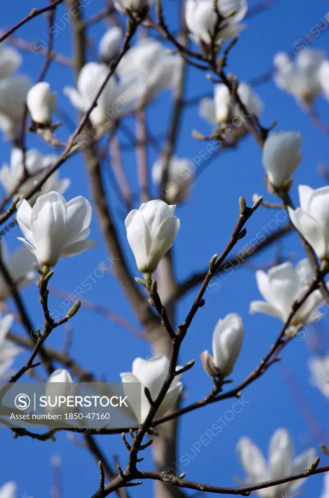 Plants, Trees, Magnolia, Magnolia soulangeana Alba Superba Abundant white flowers on branches.
