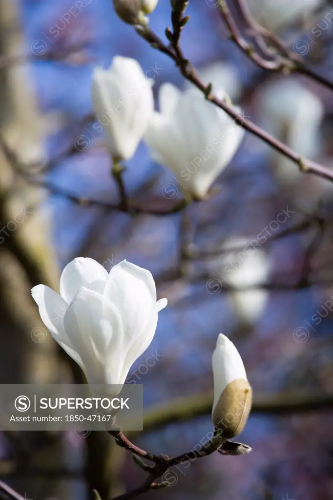 Plants, Trees, Magnolia, Magnolia soulangeana Alba Superba Abundant white flowers on branches.