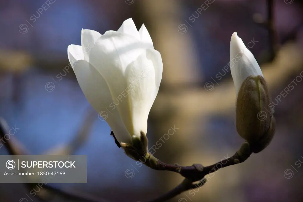 Plants, Trees, Magnolia, Magnolia soulangeana Alba Superba Open flower and closed white bud on a Magnolia tree.