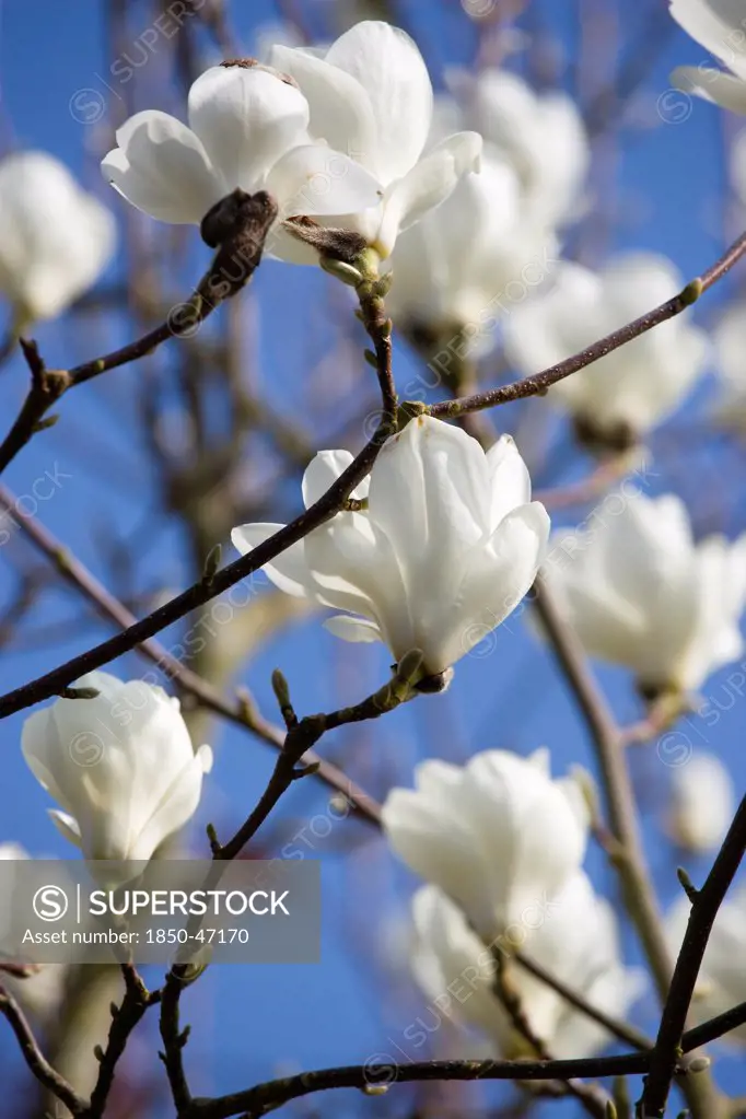 Plants, Trees, Magnolia, Magnolia soulangeana Alba Superba Abundant white flowers on branches of a Magnolia tree.