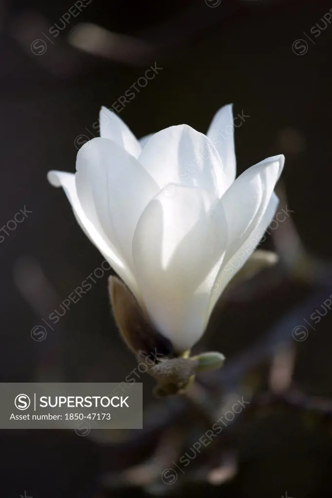 Plants, Trees, Magnolia, Magnolia soulangeana Alba Superba Opening white flower bud on a Magnolia tree.