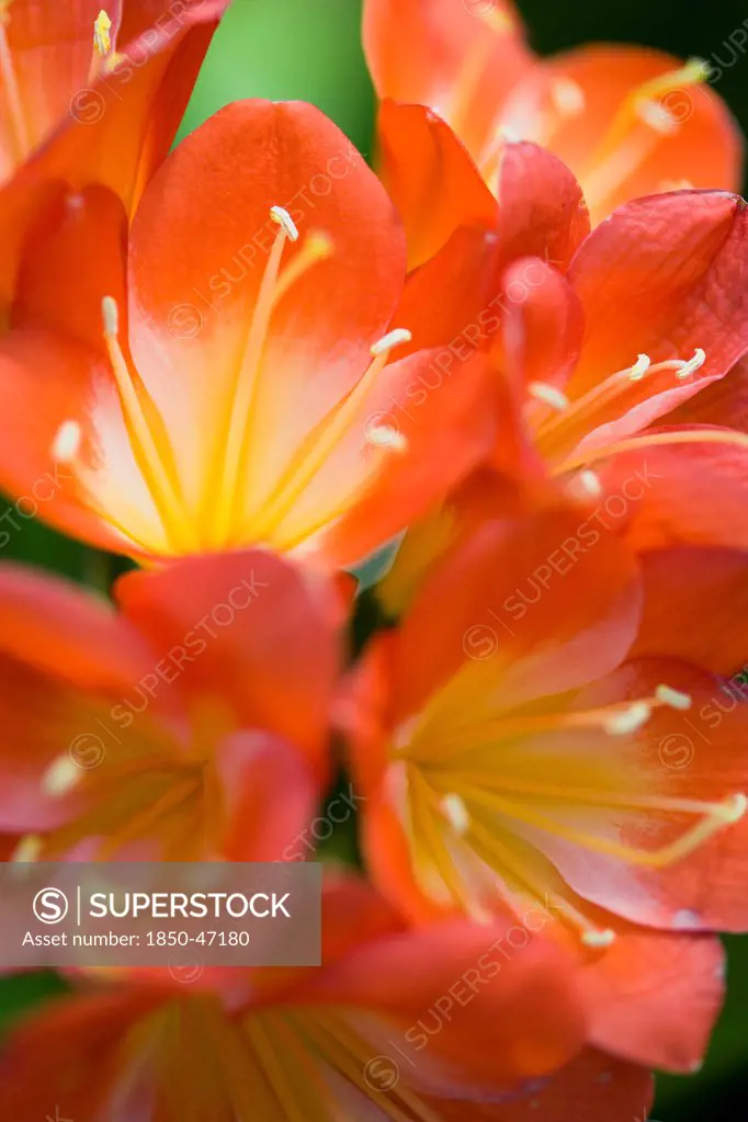 Plants, Flowers, Natal lily, Clivia miniata Close-up of bright orange coloured flowers with yellow stamen.