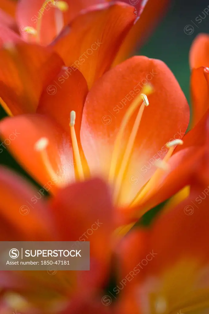 Plants, Flowers, Natal lily, Clivia miniata Close-up of bright orange coloured flowers with yellow stamen.