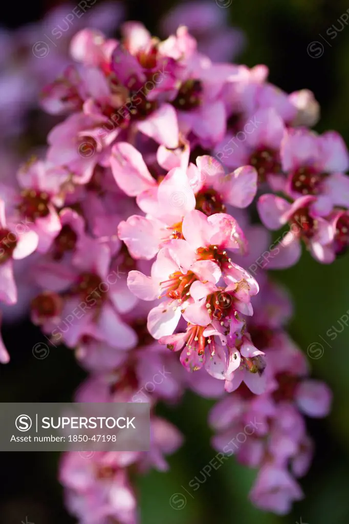 Plants, Flowers, Bergenia, Abundant small pink flowers on a single stem of the plant also known as Elephants ears.