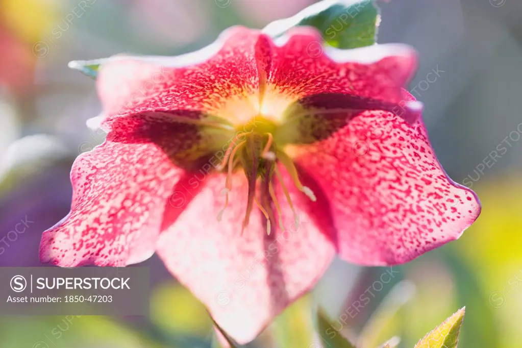 Plants, Flowers, Hellebore, Helleborus orientalis Backlit pink flowering hybrid Lenten rose.