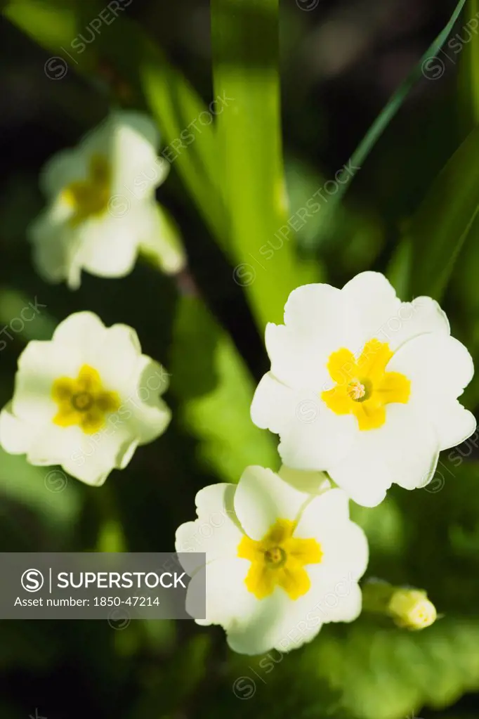 Plants, Flowers, Common primrose, Primula vulgaris Lemon yellow flowers.