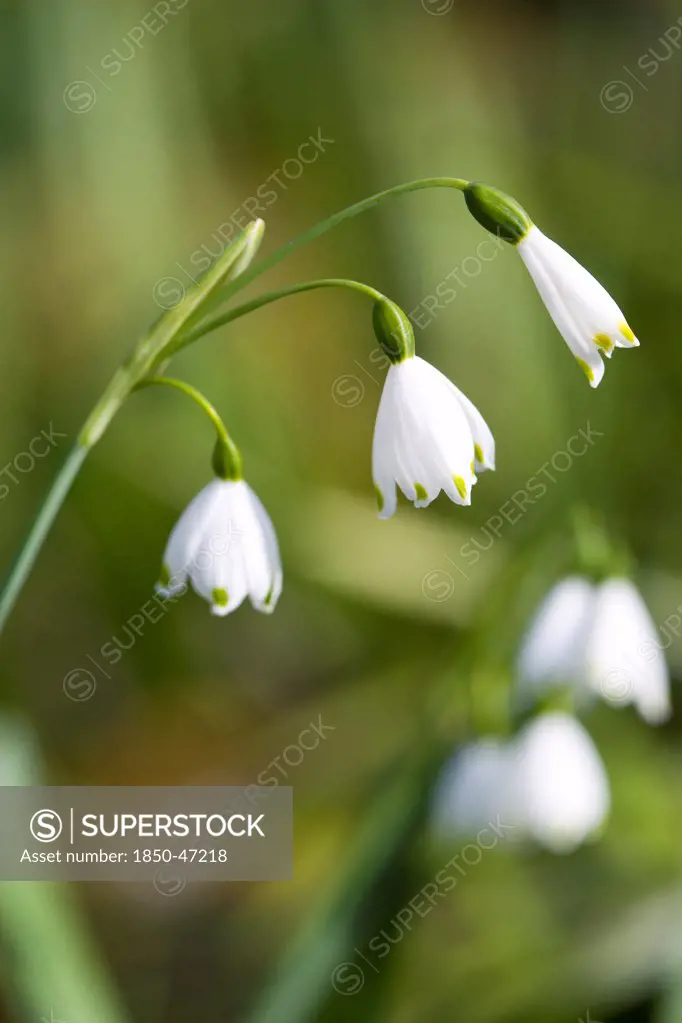 Plants, Flowers, Spring snowflake, Leucojum vernum three small white flowers opening up on a single stem.