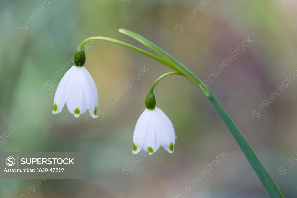 Plants., Flowers, Spring snowflake, Leucojum vernum three small white flowers opening up on a single stem.