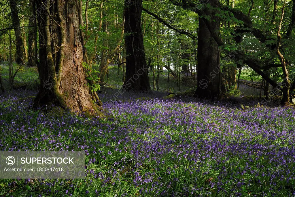 Ireland, County Roscommon, Boyle, Lough Key forest park field of bluebells.