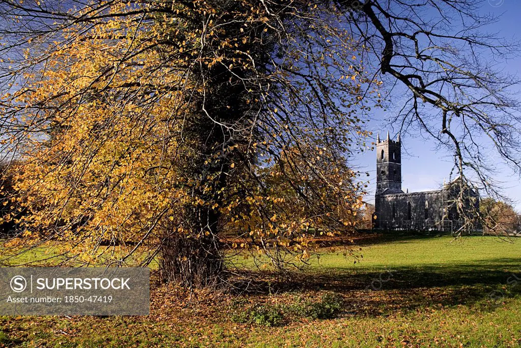 Ireland, County Roscommon, Boyle, Lough Key forest park church ruin and autumnal trees.