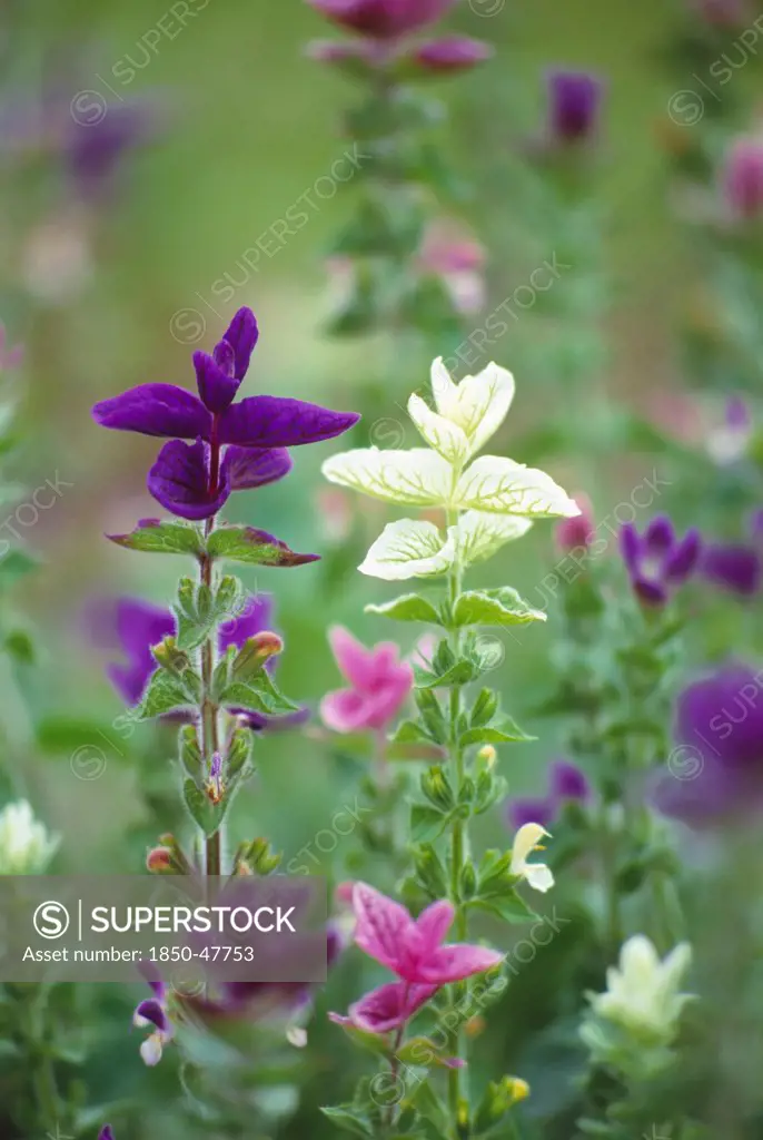 Salvia viridis, Sage, Annual clary sage, Mixed colours subject.
