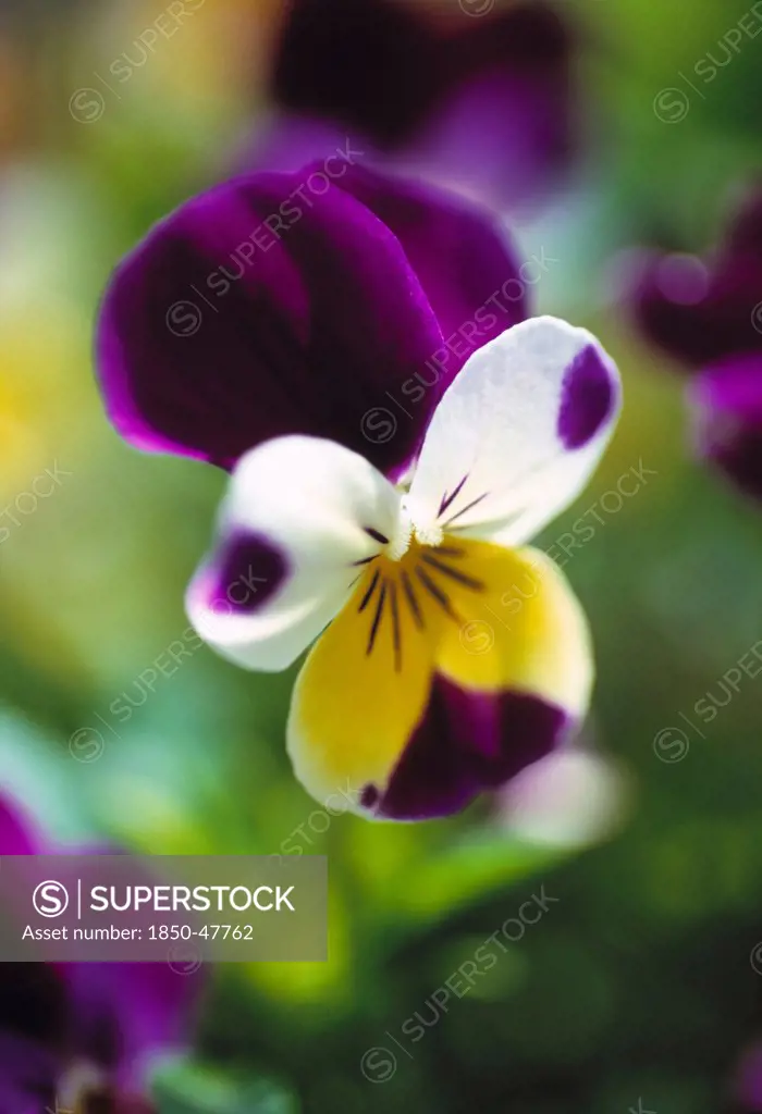 Viola tricolor, Heartsease, Mixed colours subject.
