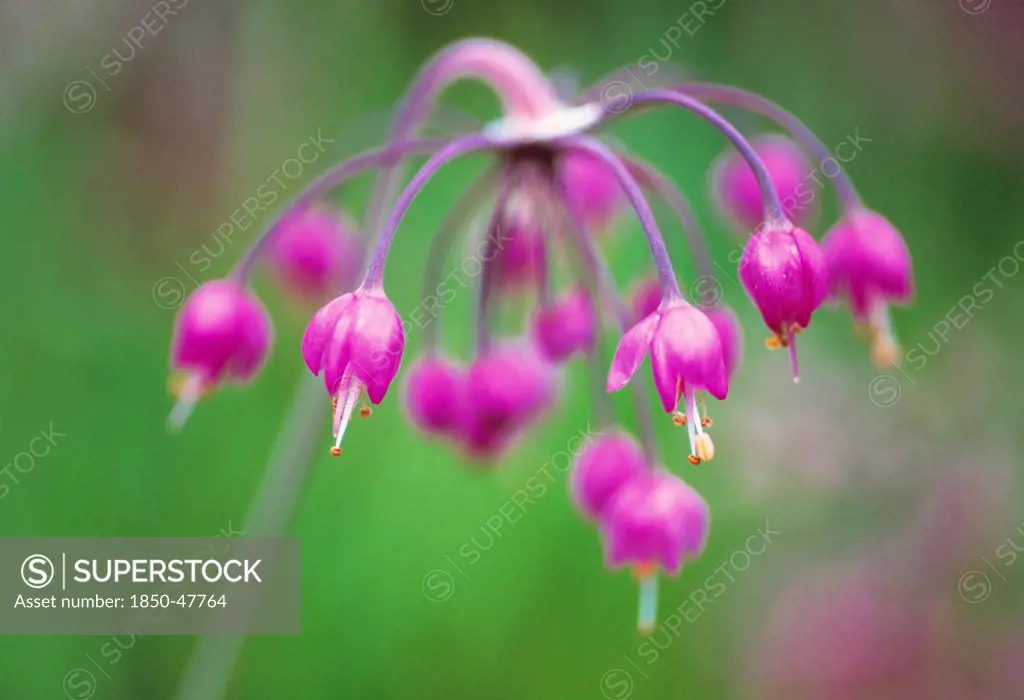 Allium cernuum, Allium, Pink subject, Green background.